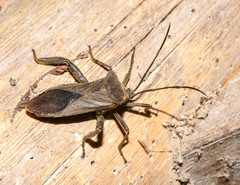 Pachylis heteropus