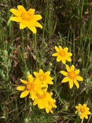 Pseudobahia heermannii