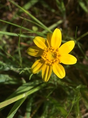 Pseudobahia heermannii