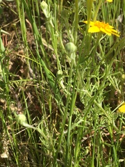 Pseudobahia heermannii