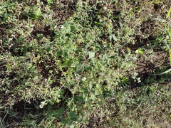 Sigesbeckia orientalis