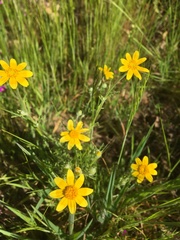 Pseudobahia heermannii