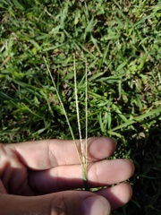 Digitaria violascens