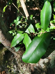 Myrceugenia planipes