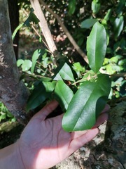 Myrceugenia planipes