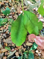Myrceugenia planipes