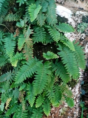 Pleopeltis polypodioides