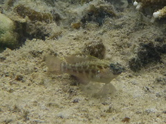 Asterropteryx semipunctata