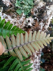 Pleopeltis polypodioides