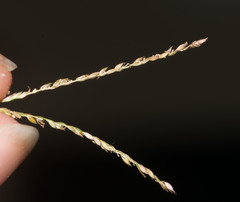 Digitaria fuscescens