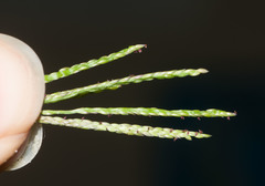 Digitaria fuscescens