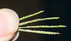 Digitaria fuscescens