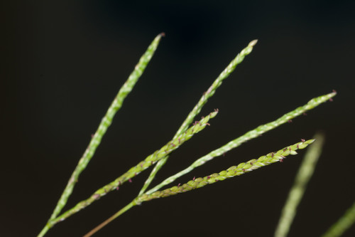 yellow crabgrass (Digitaria fuscescens)