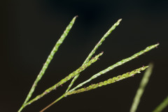 Digitaria fuscescens
