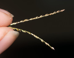 Digitaria fuscescens