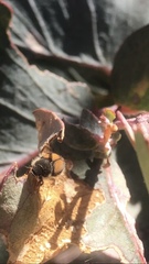 Liparetrus discipennis