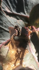 Liparetrus discipennis