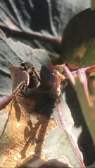 Liparetrus discipennis