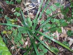 Carex maubertiana