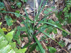 Carex maubertiana