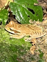 Smilisca phaeota