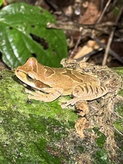 Smilisca phaeota