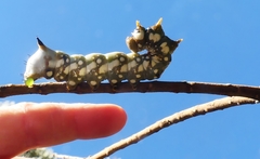 Psalidostetha banksiae