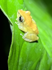 Pristimantis ridens