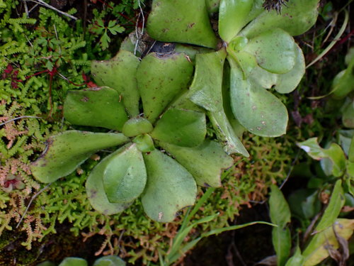 Viscid Houseleek
