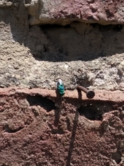 Chrysididae