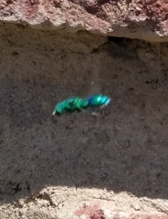 Chrysididae
