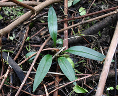 Cyclopogon peruvianus