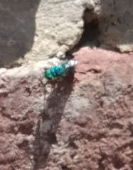 Chrysididae