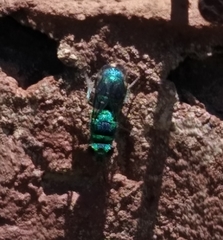Chrysididae