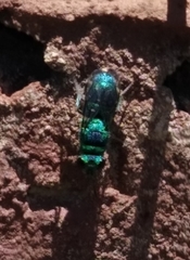 Chrysididae