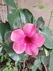 Allamanda