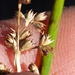 Juncus edgariae - Photo (c) reinderw, alguns direitos reservados (CC BY-NC), uploaded by reinderw