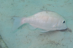 Lethrinidae
