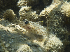 Fusigobius neophytus
