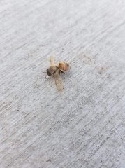 Apis mellifera