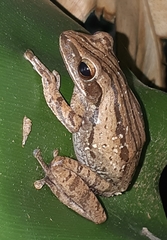 Polypedates leucomystax