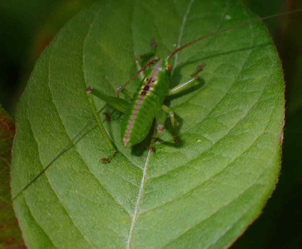 Locusta ou gafanhoto, Heuschrecke, Hans Braegelmann