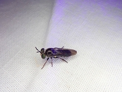 Cerotainia macrocera