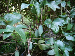 Elkea