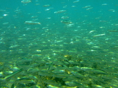 Atherinomorus lacunosus