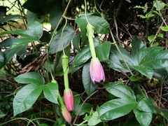 Elkea