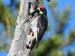 Melanerpes formicivorus angustifrons