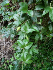 Elkea