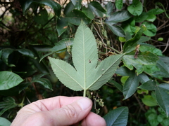 Elkea