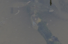 Poecilia latipinna
